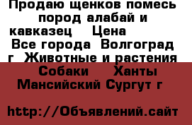 Продаю щенков помесь пород алабай и кавказец. › Цена ­ 1 500 - Все города, Волгоград г. Животные и растения » Собаки   . Ханты-Мансийский,Сургут г.